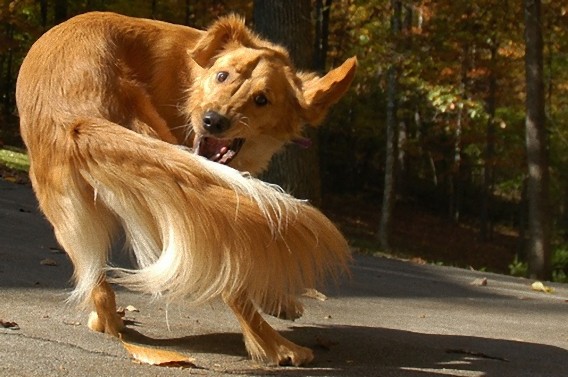 犬は尻尾で感情を表現し 他の犬にそれを伝えている うれしい時には大きく右 不安な時には左に振る イタリア研究 カラパイア