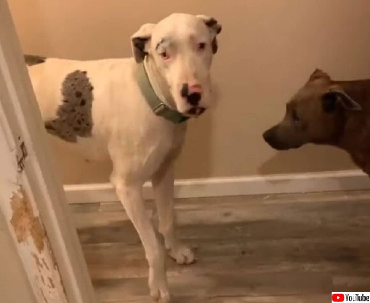 飼い主の留守中 犬が浴室内で起こした惨劇をご覧ください カラパイア