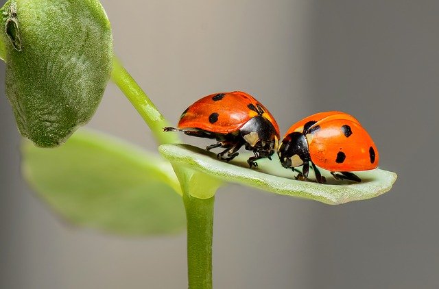 昆虫が痛みを感じない理由は寿命の短さにあった？（米研究）