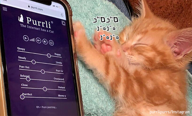 猫のゴロゴロ音で癒されよう！猫のゴロゴロ音を堪能できる無料サウンドアプリ