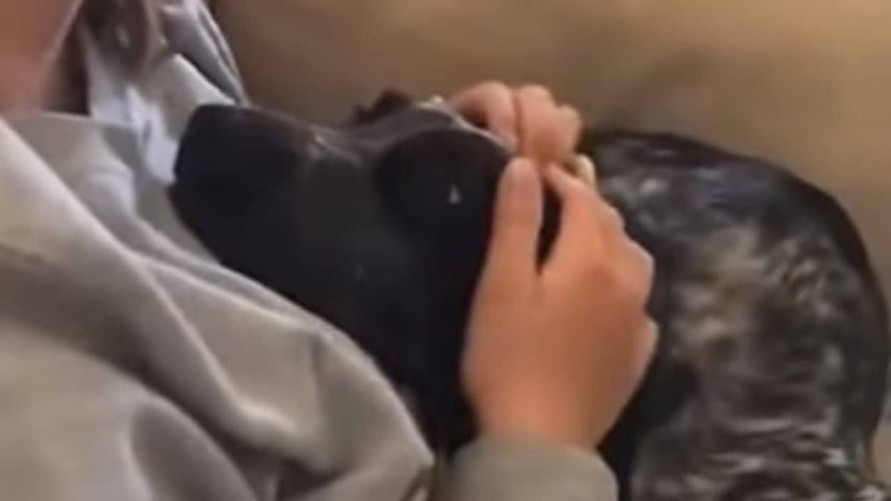 離れるなんて絶対にイヤ 何があってもご主人にひっついていたい犬 カラパイア