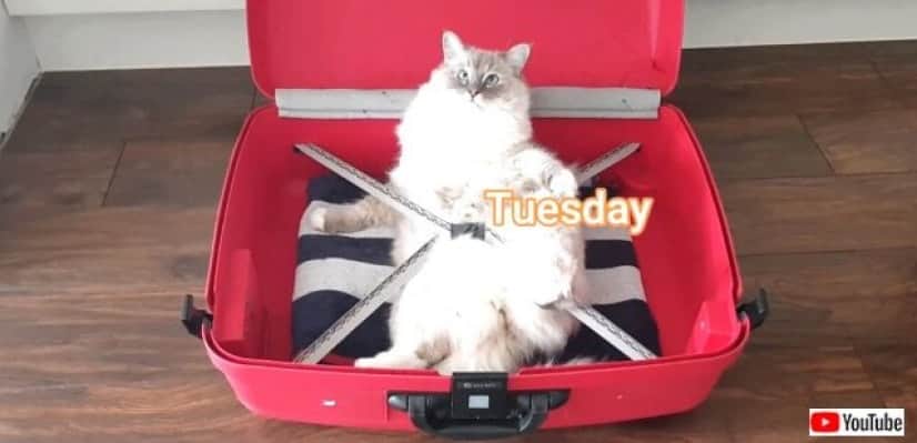 ragdollcat3_640
