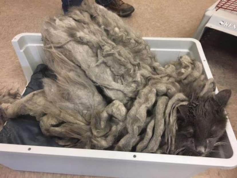 汚れた毛が絡みつき 異形の姿になってしまった猫が保護施設の前に置き去りにされる 毛を剃ってすっきり 今では元気に アメリカ カラパイア