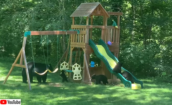 ディズニー映画かな 5匹の子グマたちが人間の遊具で楽しく遊ぶ やさしく見守る母熊 カラパイア ディズニー映画かな 5匹の子グマたちが人間の遊具で楽しく遊ぶ やさしく見守る母熊 カラパイア