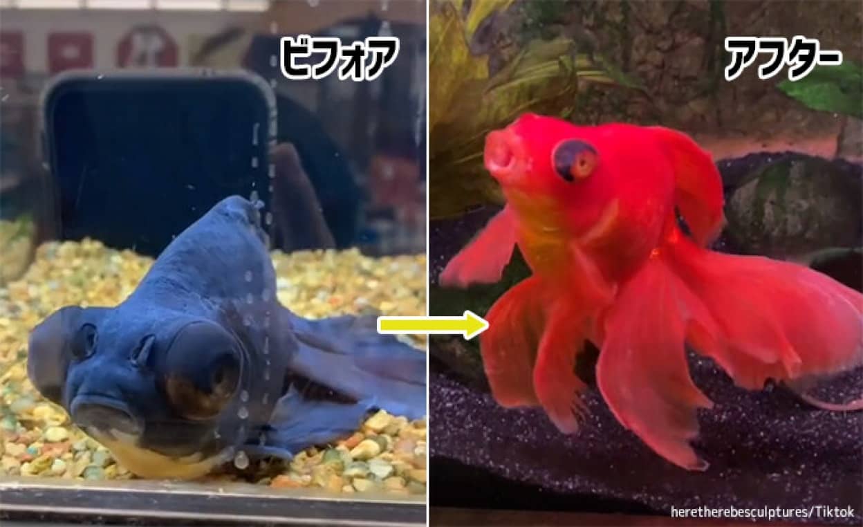 死にかけの金魚の復活劇