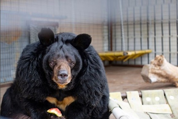 ふとっちょクマのダイエットチャレンジ