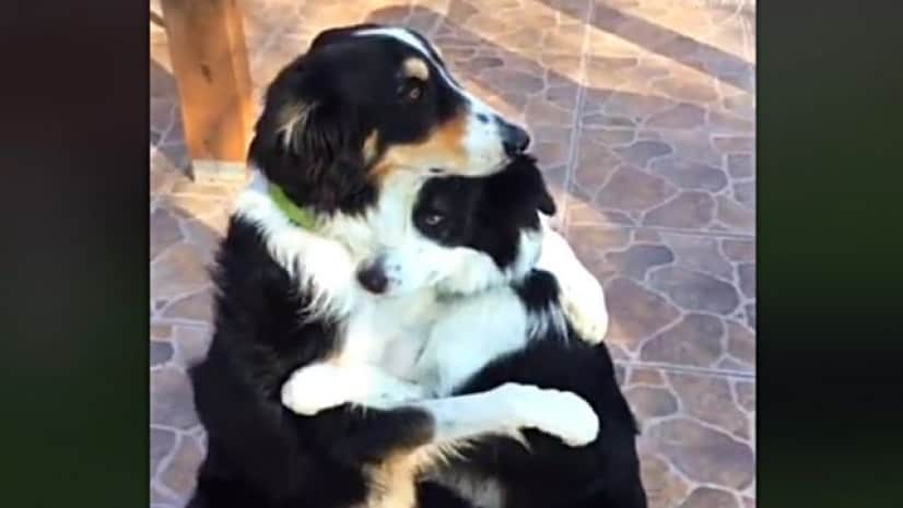 愛情も絆も無限大 大好き同士な動物たちのキスとハグ カラパイア