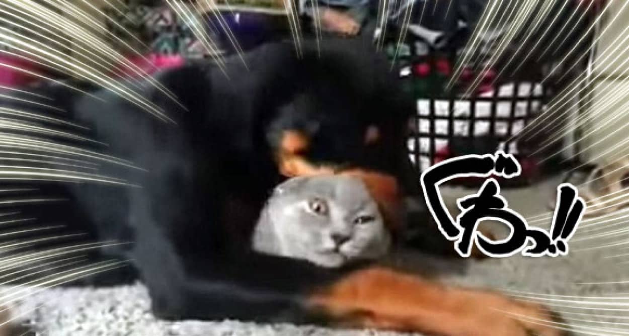 好きすぎて丸舐め ロットワイラー犬 猫を抱え込んでペロペロが止まらない カラパイア