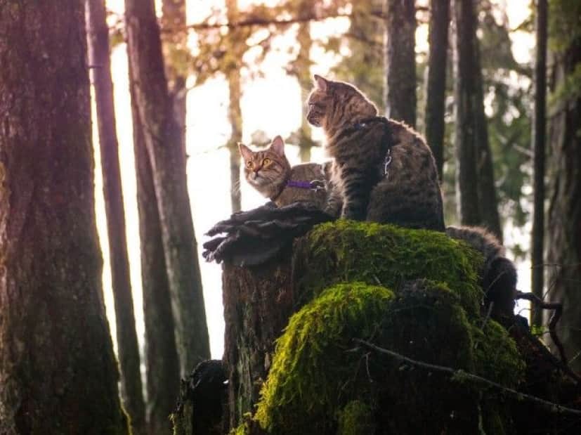 these-kittens-were-aus-11__880_e