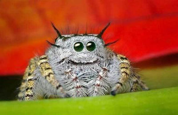 jumping-spider-eyes-9