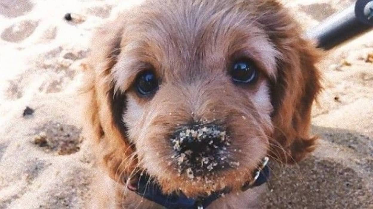 にやにや注意 ちっさくてモフふわ 子犬たちがかわいい画像集 カラパイア