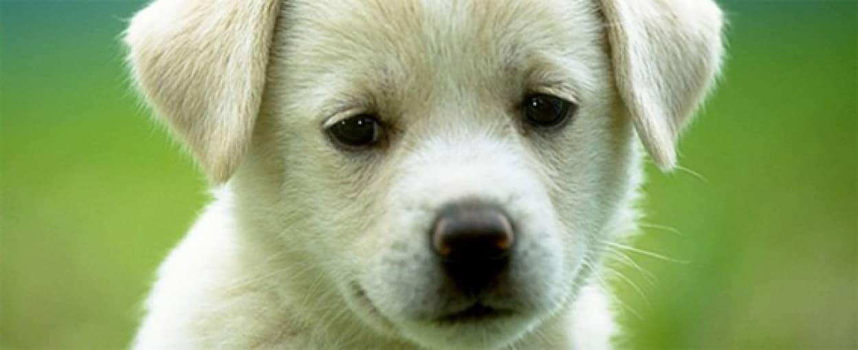 おもわずギュっと抱きしめたくなる さびしげな表情をした枚の犬の画像 動画 カラパイア おもわずギュっと抱きしめたくなる さびしげな表情をした枚の犬の画像 動画 カラパイア