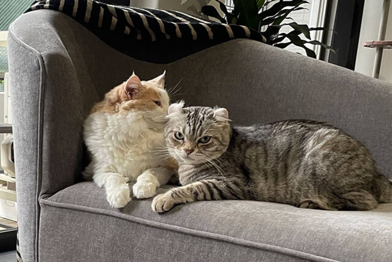 こういうニュースだけ見ていたい、2022年動物記事ランキング