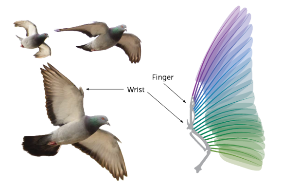 未来のドローンは鳥型になるかも 鳩の翼を持ち機敏に空を飛び回れるハトボット Pigeonbot カラパイア