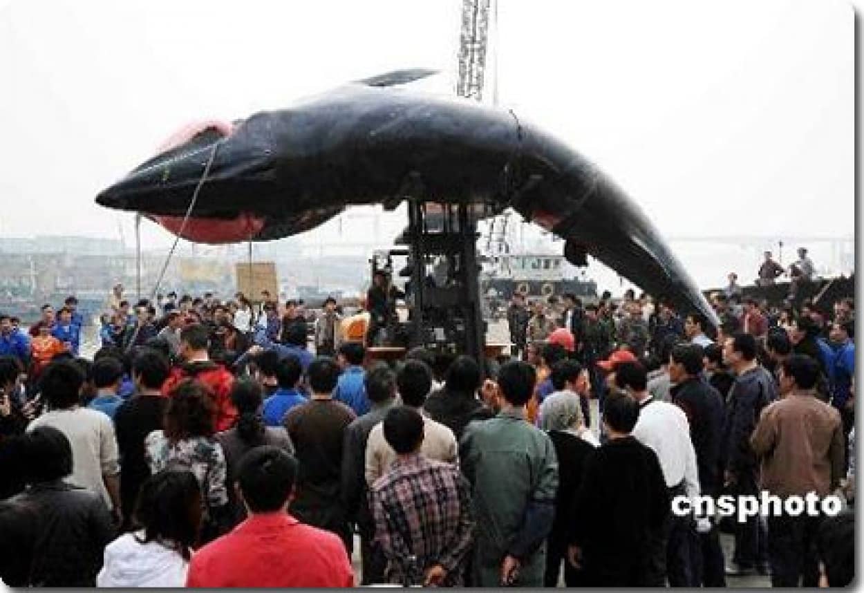 中国で謎の巨大魚が発見される カラパイア 中国で謎の巨大魚が発見される カラパイア