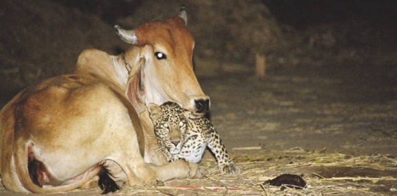 ヒョウが牛が仲良く寄り添う写真が拡散。両者の友情関係は本当なのか？