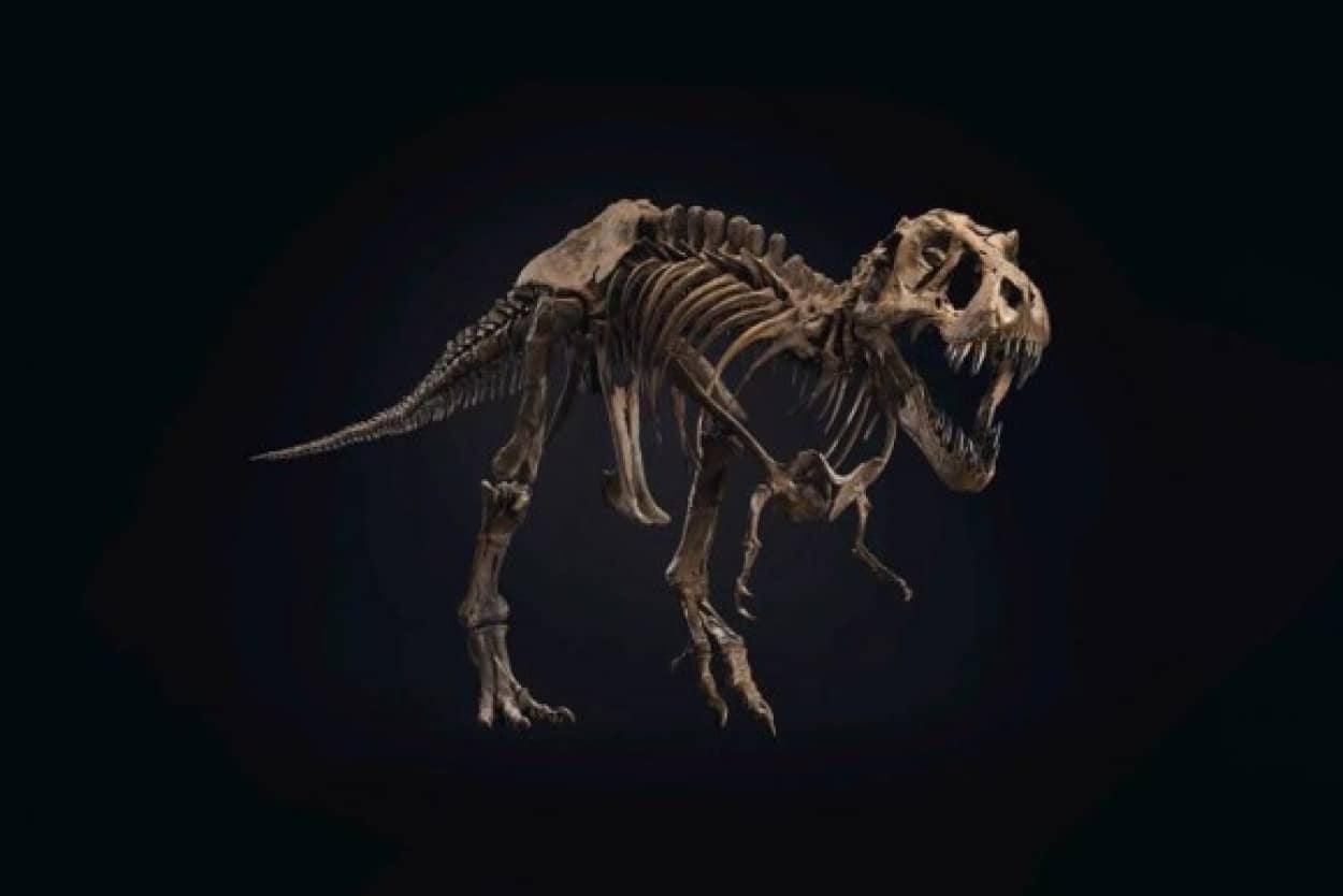 本物のティラノサウルスの骨格標本がオークションに