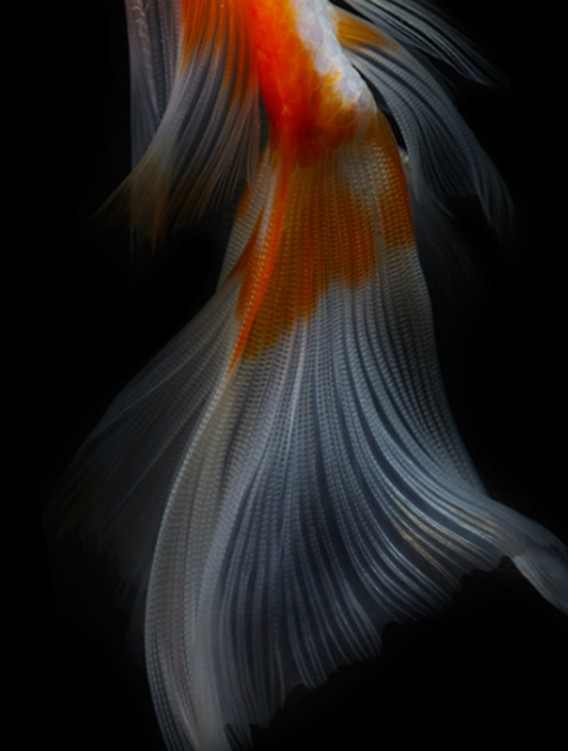繊細にて優美 金魚のヒレをクローズアップしたシームレスな写真 カラパイア