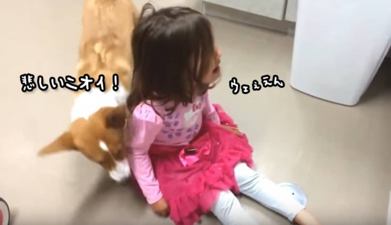 悲しいの 大丈夫 少女の泣き声に咄嗟に反応 なんとかなぐさめようとするコーギー犬 カラパイア 悲しいの 大丈夫 少女の泣き声に咄嗟に反応 なんとかなぐさめようとするコーギー犬 カラパイア