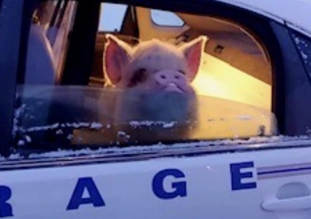 pig1_e