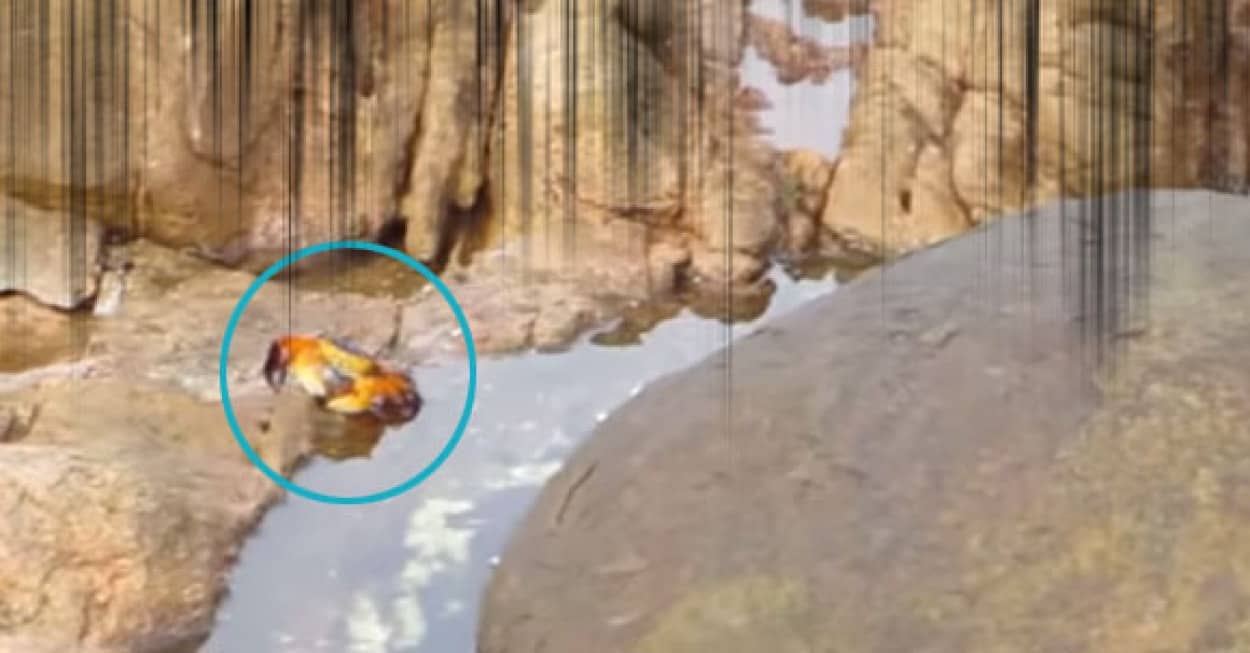 平成タコカニ合戦が今ここに っていうかタコ水陸両用やばすぎ カラパイア