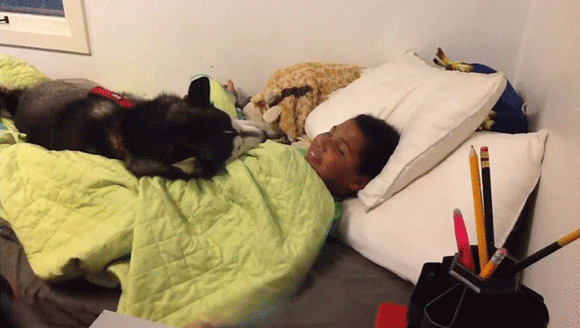 男の子の絶対守護神としてのハスキー犬 母親が朝起こそうとすると カラパイア 男の子の絶対守護神としてのハスキー犬 母親が朝起こそうとすると カラパイア