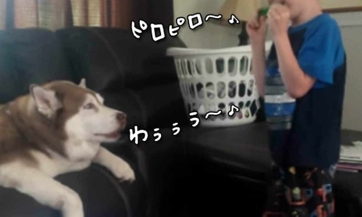 少年の吹くハーモニカに合わせて歌ってくれる付き合いの良いハスキー犬 カラパイア