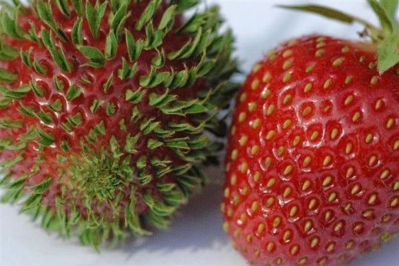 発芽チャーンスってか 放置しておいたらうっかり成長しちゃった15の野菜 果物 カラパイア 発芽チャーンスってか 放置しておいたらうっかり成長しちゃった15の野菜 果物 カラパイア