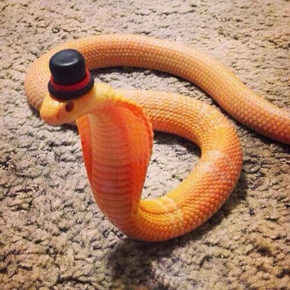 そんなもの被せたくらいでっヘビが か かわいいじゃないか 蛇に帽子をかぶせたら思いのほかかわいくなる事案 カラパイア