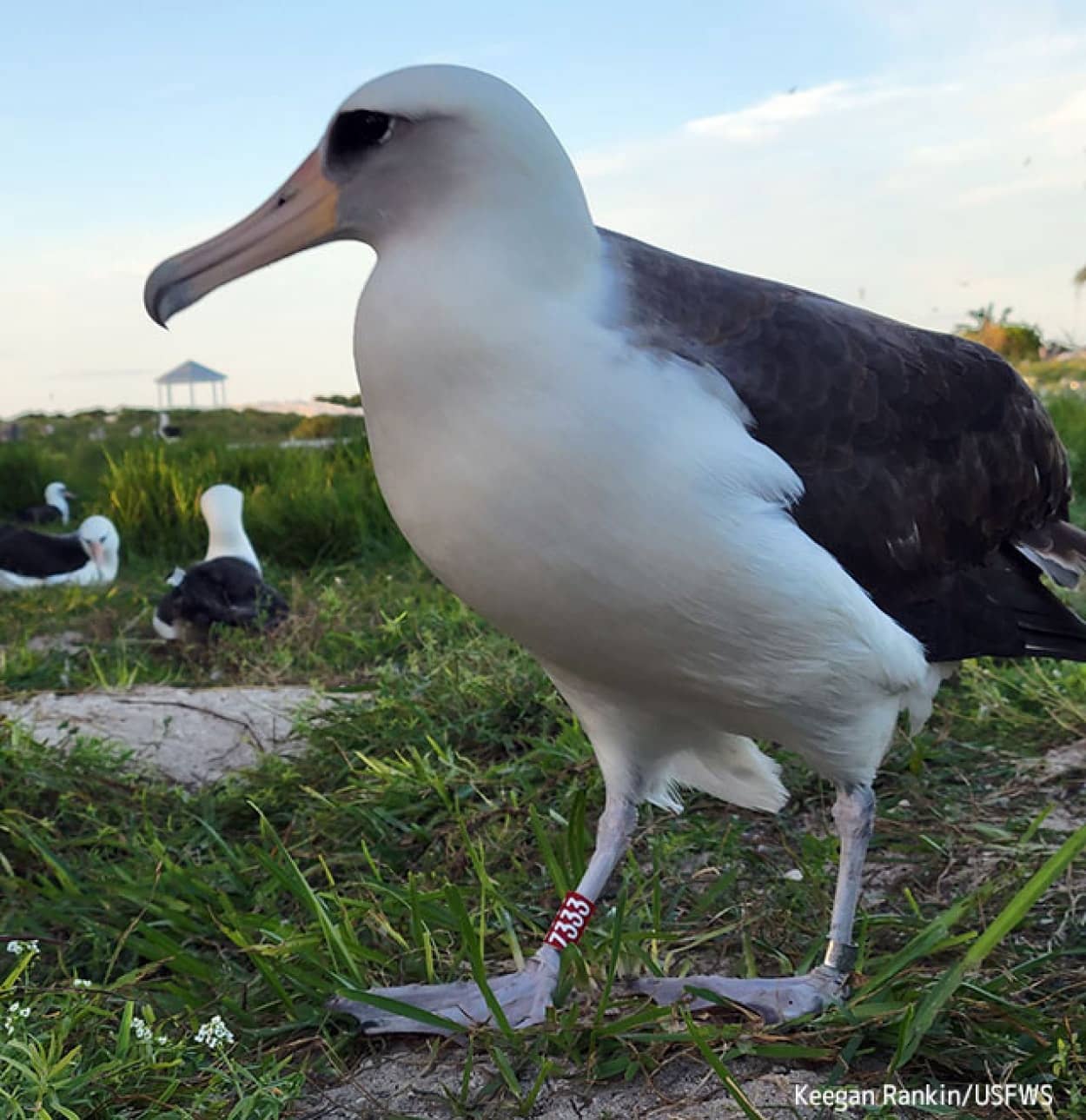 世界最高齢、71歳のアホウドリが産卵の為島に戻る