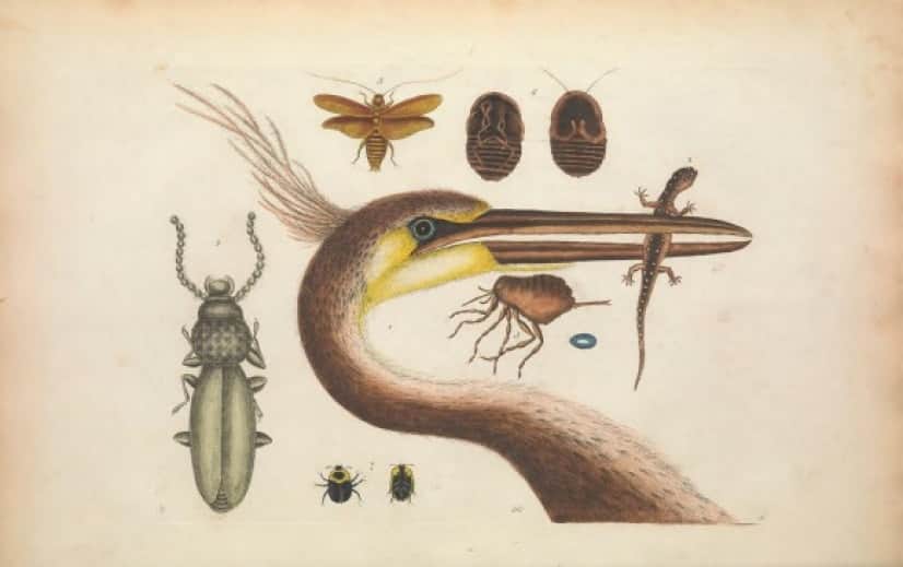 biodiversity-4-960x603@2x_e