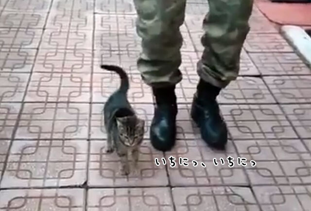 イチニッ！イチニッ！兵隊さんの行進に合わせて足踏みをする子猫（トルコ）