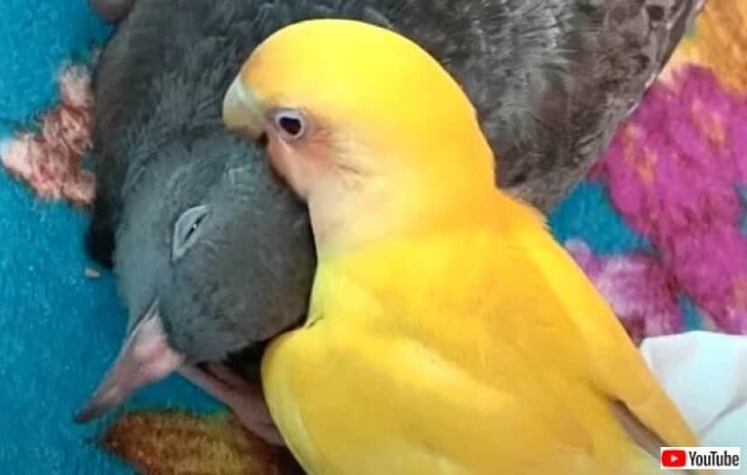 parrotnpigeon1_640