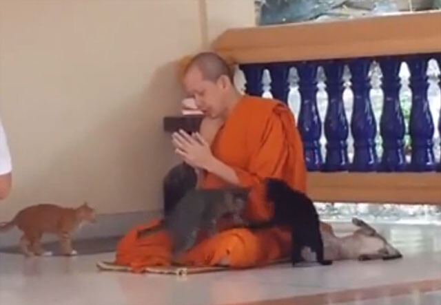 これも修行か？タイの僧侶を誘惑しまくる猫たちの挙動