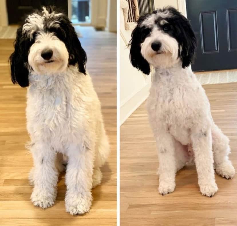 すっきり で変身 犬のヘアカット ビフォア アフター カラパイア すっきり で変身 犬のヘアカット ビフォア アフター カラパイア