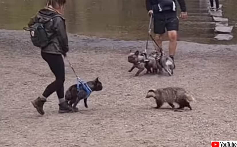 恐れを知らないアナグマ 犬を追い立てながら我が道を行く カラパイア 恐れを知らないアナグマ 犬を追い立てながら我が道を行く カラパイア