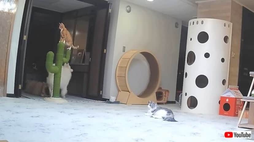 catdogcat1_640