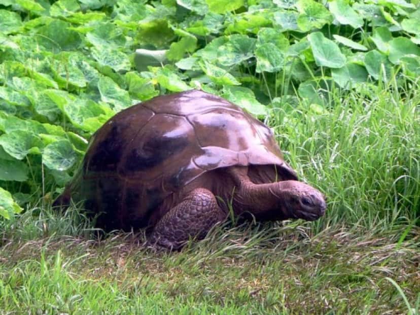 World's_Oldest_Reptile_e