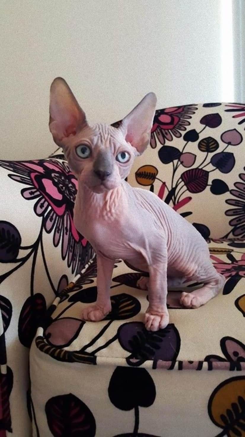 モフモフなしでも猫はかわいいのだ スフィンクス キャットの魅力を堪能しようの会 カラパイア