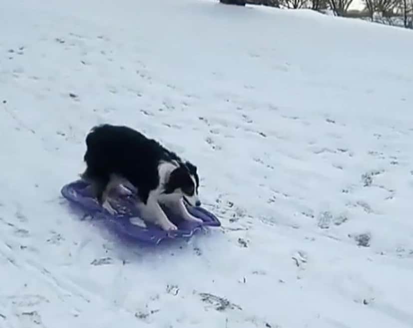 sled-dog