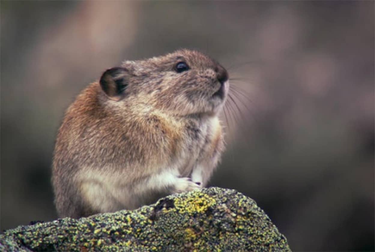 ハムスターとウサギの可愛さを凝縮 あらやだかわいい クビワナキウサギのチョコマカ冬支度映像 カラパイア ハムスターとウサギの可愛さを凝縮 あらやだかわいい クビワナキウサギのチョコマカ冬支度映像 カラパイア