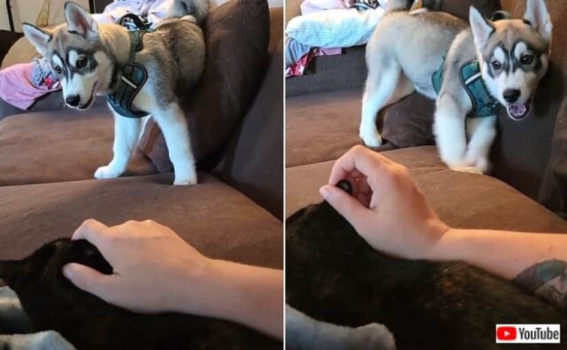 ハスキーの子犬 次はボクだよ ボクを撫でて と ご主人にもフラれている猫にヤキモチを焼く カラパイア