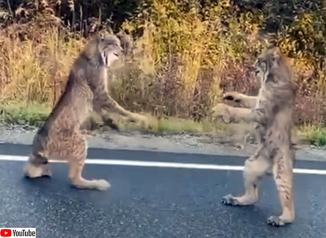 カナダオオヤマネコのタイマン対決