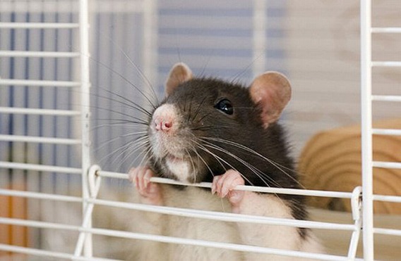 cutest_rat_youve_ever_seen_640_23