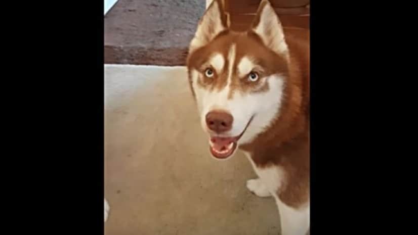 お隣さんのキャットフードを食べたのは誰 すっとぼけまくるハスキーズに飼い主さんもやれやれ カラパイア