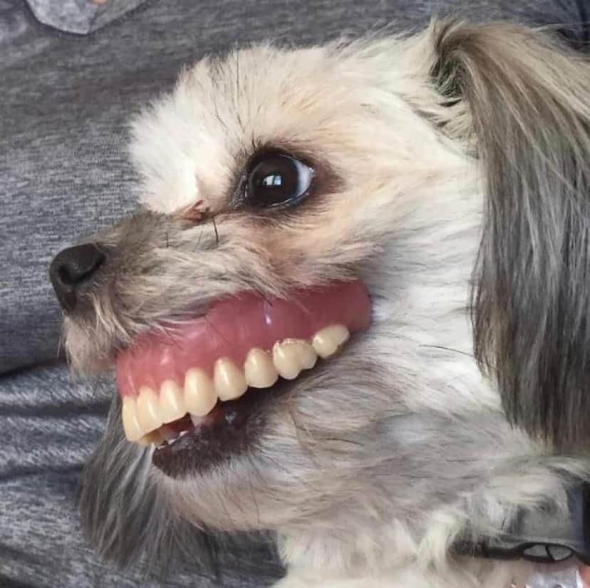 お父さんがお昼寝中にあるモノを見つけた犬 遊び道具だと思ってくわえてみたら コラ画像を超えたリアルに カラパイア
