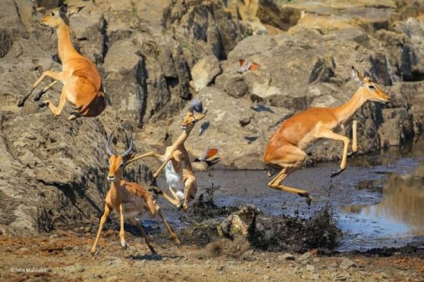 wildlife-photographer-of-the-year-2017-32e