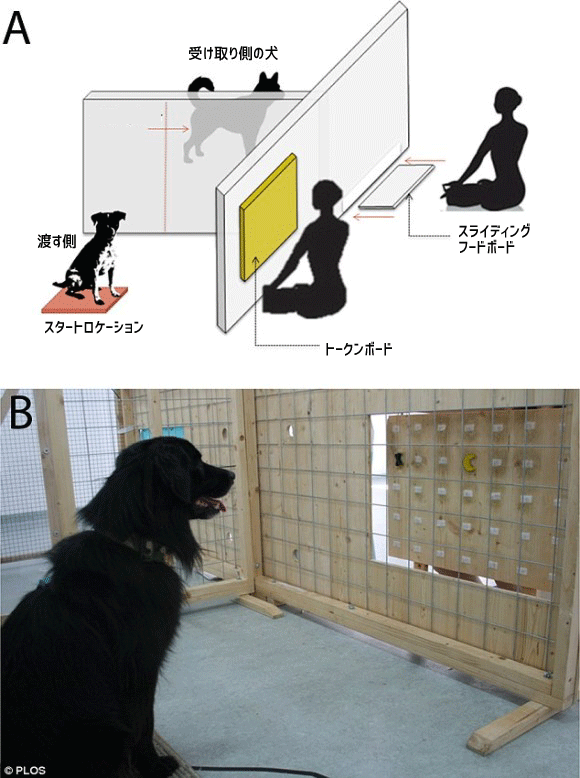 これおいしいよ 食べてみて 犬は自分にとってのごちそうを仲間に分け与えることが判明 親しい相手には特に オーストリア研究 カラパイア