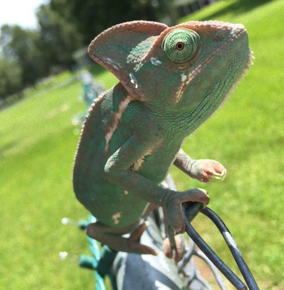 シャボン玉をみてテンションが上がってるカメレオンがかわいすぎた カラパイア