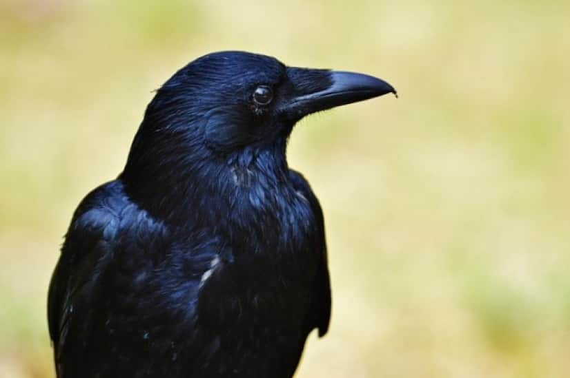 crow-ga0e8f786a_640_e